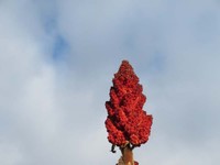 Staghorn Sumac Tree.jpg